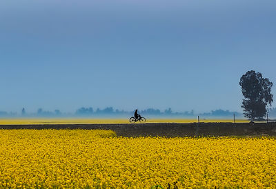 rapeseed