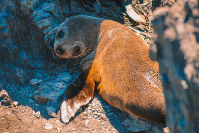 High angle view of sea lion