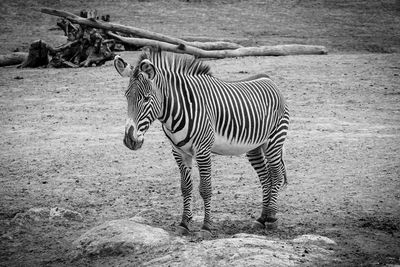 Zebra standing on shore