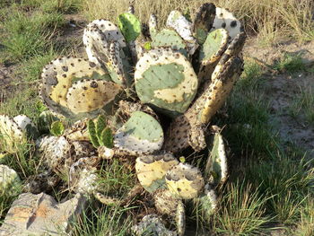 High angle view of succulent plant on field