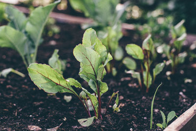 Close-up of fresh green plant in field