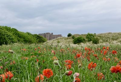 Scenic view of flowering plants on field against sky