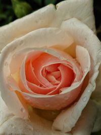 Close-up of rose