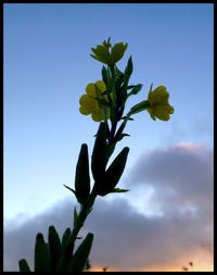 Close-up low angle view of plant against sky