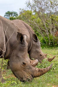 Close-up of animal grazing on field