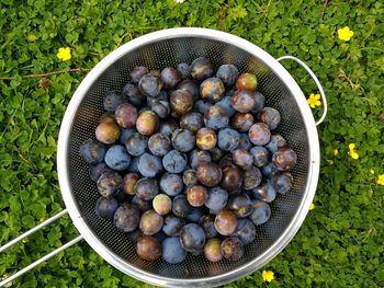 Close up damsons freshly picked plums organic english garden allotment orchard trees, on grass lawn