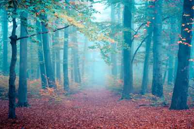 Trees in forest during autumn