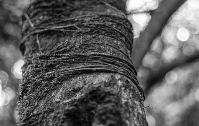 Close-up of tree trunk