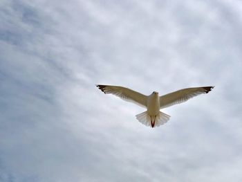 Low angle view of seagull flying in sky