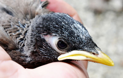 Close-up of a hand holding a bird