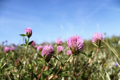 Close-up of pink flowering plants on field