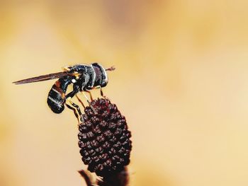 Close-up of bee pollinating flower