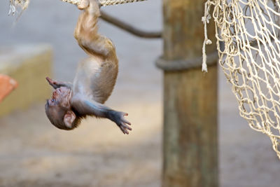 Close up of monkey hanging upside down from rope