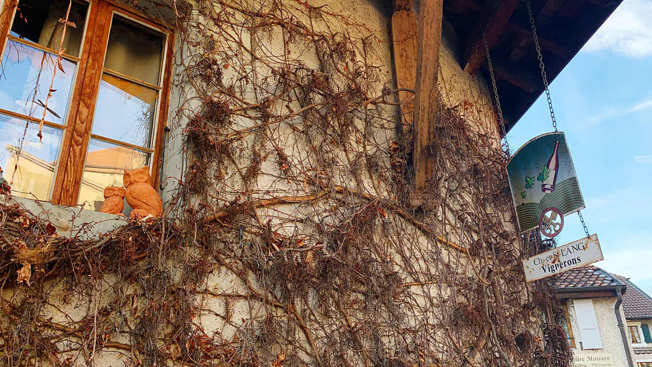 LOW ANGLE VIEW OF OLD BUILDING AND TREE AGAINST SKY