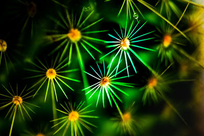 Full frame shot of illuminated flowering plants