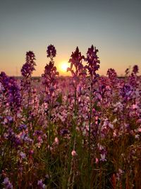 Purple flowering plants on field against sky during sunset
