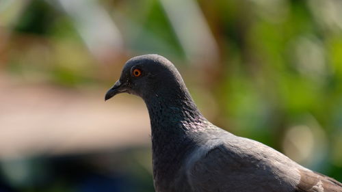 Close-up of pigeon