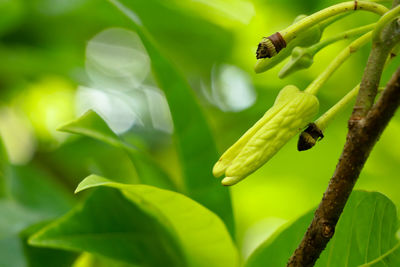 Close-up of insect on leaf