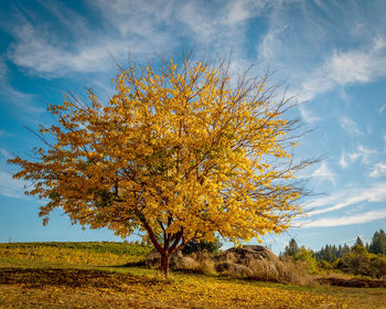 Tree on field against sky during autumn