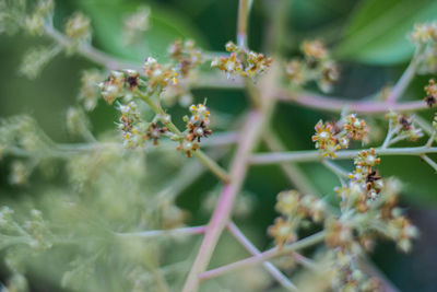 Close-up of flowering plant