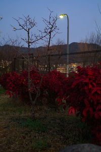 Red flowers growing on plant against sky