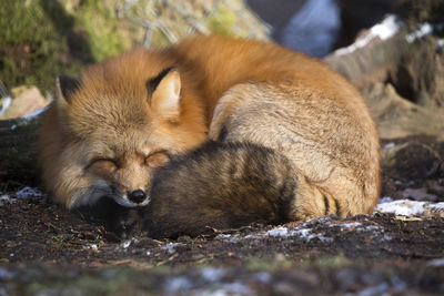 Sleeping fox in a forest