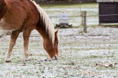 Close-up of horse grazing on field