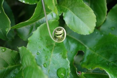 High angle view of insect on plant