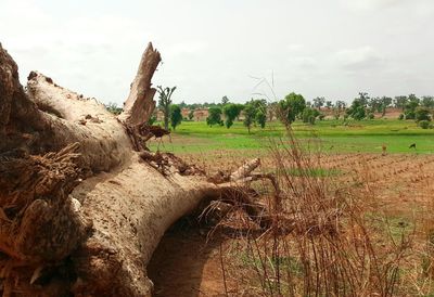 Scenic view of field against cloudy sky