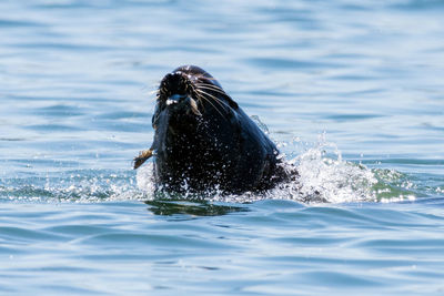 Horse swimming in sea