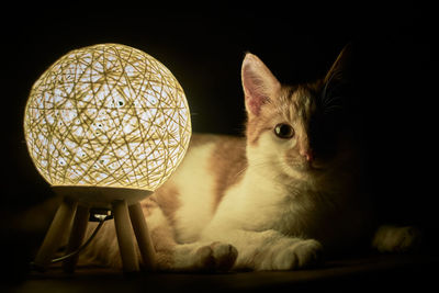 Close-up of cat sitting at home
