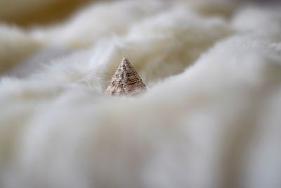 Close-up of dead plant on snow