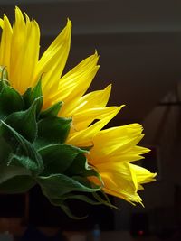 Close-up of sunflower