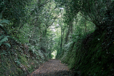 Full frame shot of trees growing in forest