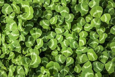 Full frame shot of leaves