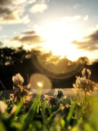 Close-up of flowering plants on field against sky