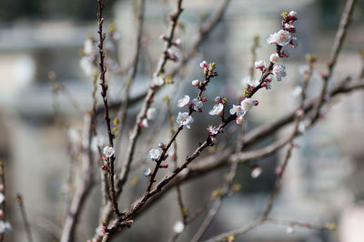 Close-up of cherry blossom on branch