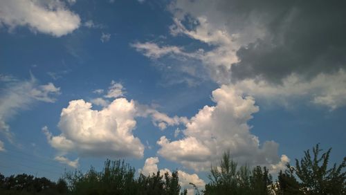 Low angle view of trees against sky