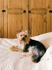 Portrait of dog relaxing on bed at home