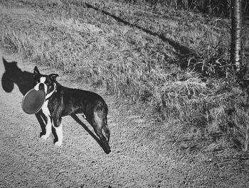 Dog on field