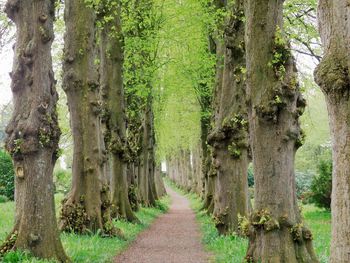 Footpath amidst trees in forest