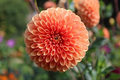 Close-up of orange dahlia blooming outdoors