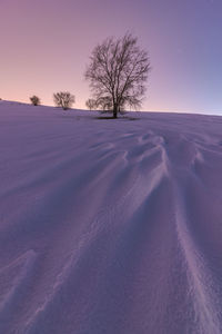 Picturesque landscape of leafless trees growing in snowy valley under night starry sky