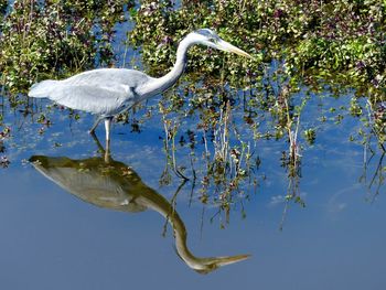 Reflection of gray heron on water