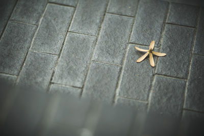 High angle view of leaf on tiled floor