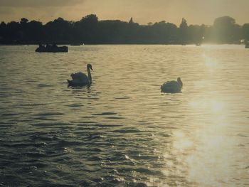 Silhouette of birds flying over calm lake