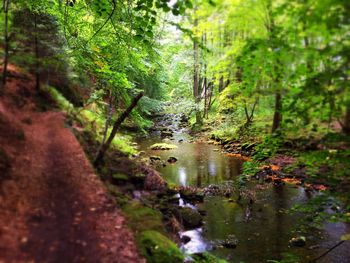 River flowing through forest