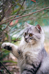 Portrait of kitten sitting outdoors