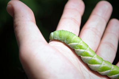 Close-up of hand holding leaf