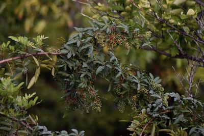 Close-up of berries growing on tree